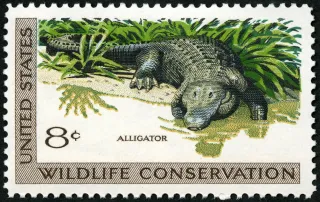 United States 1971 8c Wildlife Conservation Alligator U.S stamp, photographed by a collector