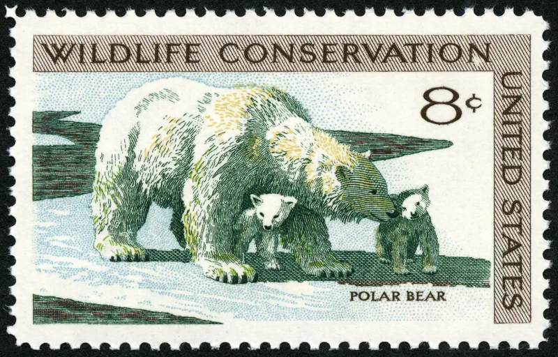 United States 1971 8c Wildlife Conservation Polar Bear U.S stamp, photographed by a collector