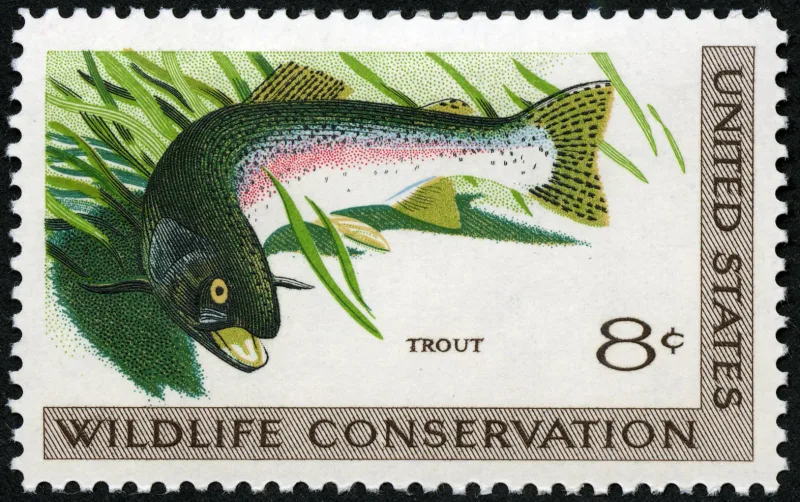 United States 1971 8c Wildlife Conservation Trout U.S stamp, photographed by a collector