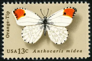 United States 1977 13c Butterfly Orange Tip U.S stamp, photographed by a collector