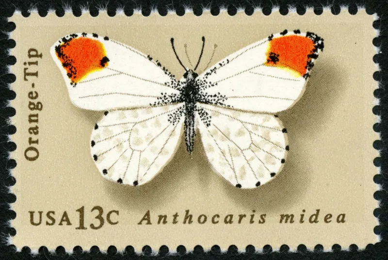 United States 1977 13c Butterfly Orange Tip U.S stamp, photographed by a collector