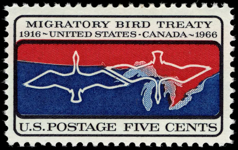 United States 1966 5c Migratory Bird Treaty U.S stamp, photographed by a collector