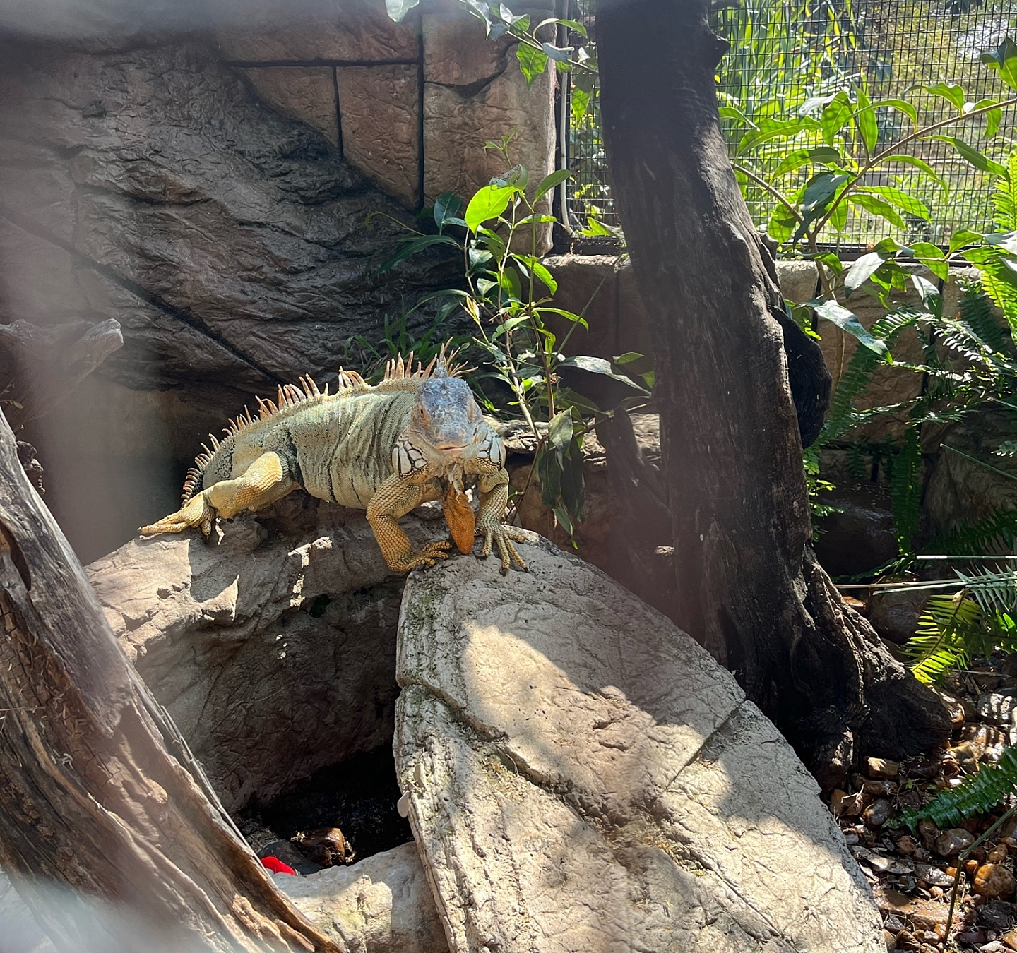 Hoedspruit Reptile Centre Hoedspruit Reptile Centre