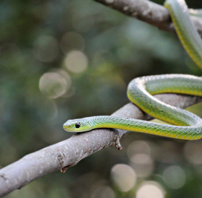 Hoedspruit Reptile Center