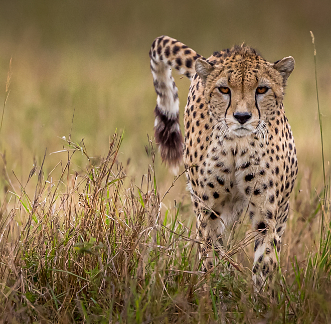 Cheetah @ Hoedspruit Endangered Species Center