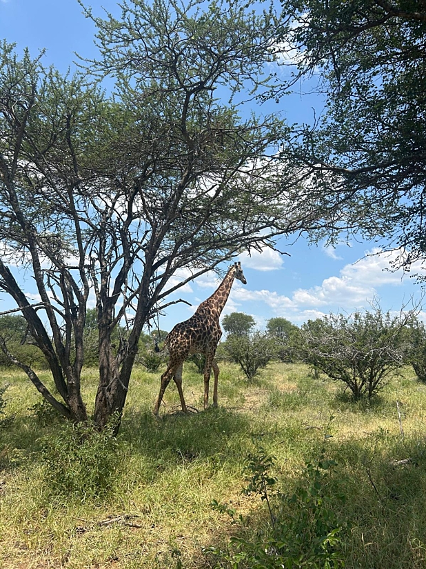 Zandspruit Giraffe