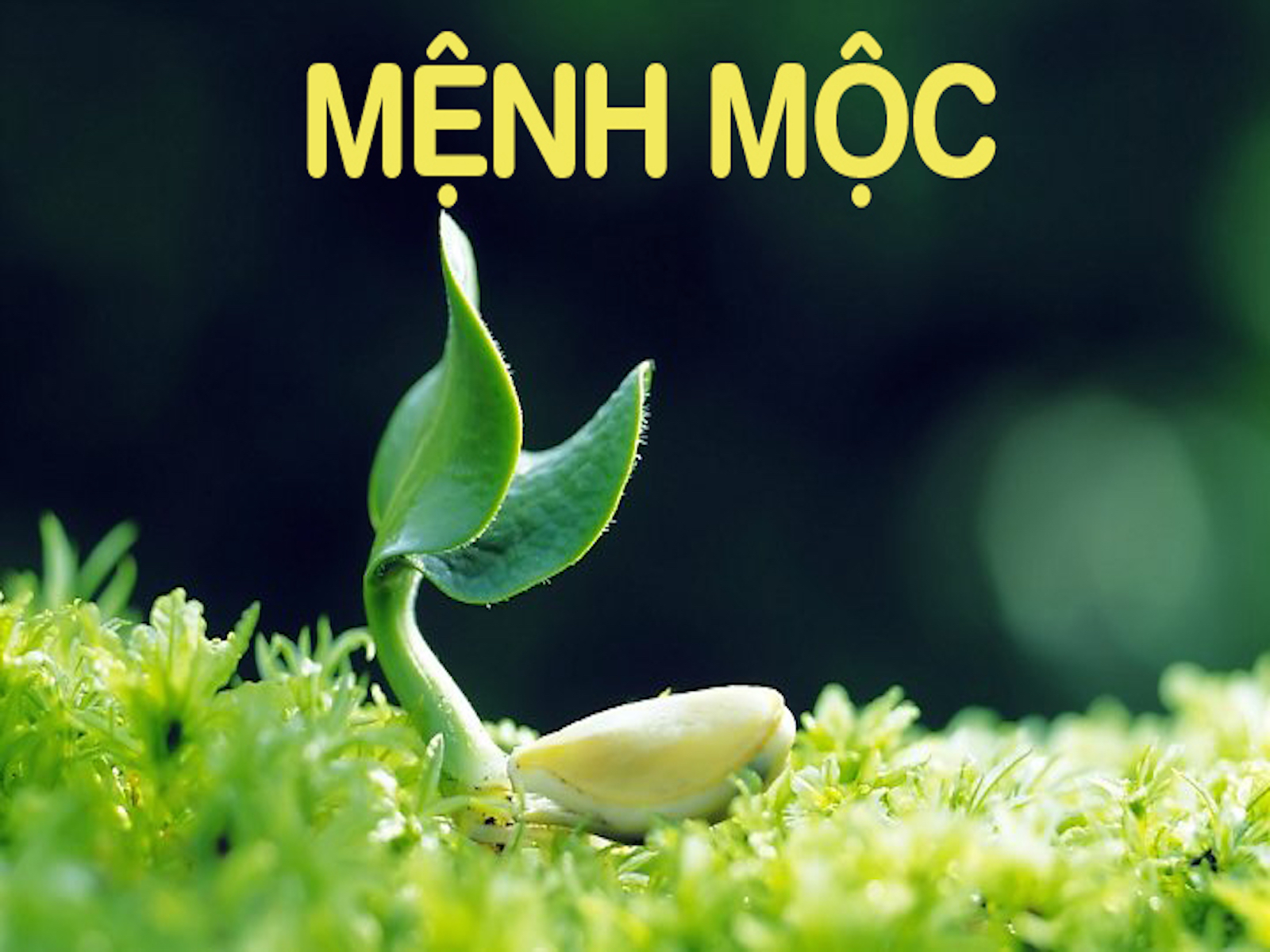 hinh anh nhung thong tin can biet ve thiet ke nha phong thuy menh Moc so 1
