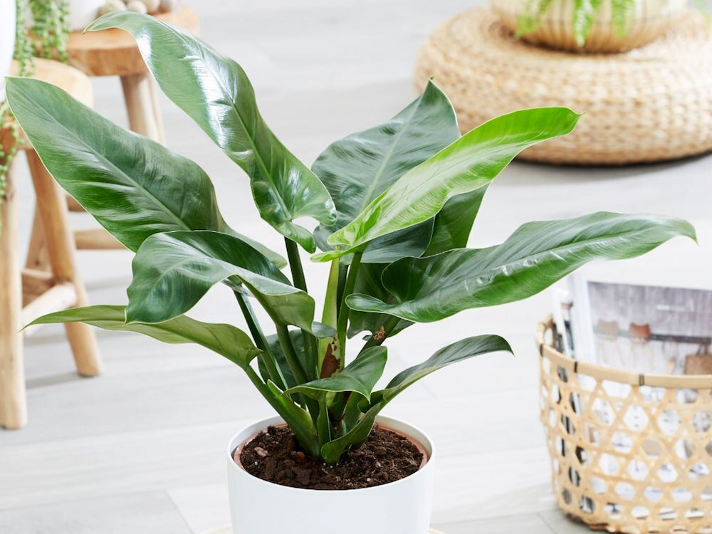 Mệnh Kim hợp cây gì? - cây trầu bà đế vương cải thiện chất lượng không khí