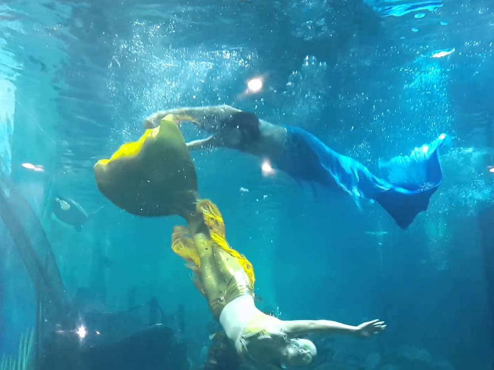 Mermaid Show ở thủy cung Times City Aquarium