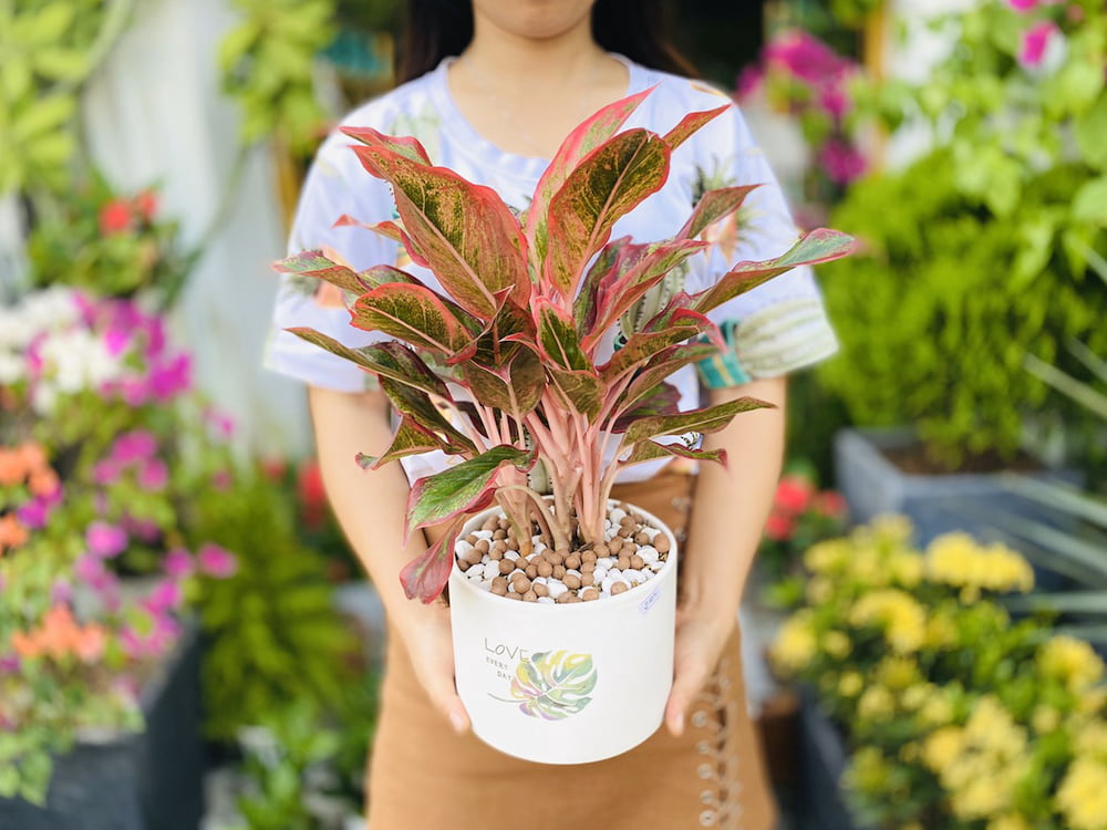 “Mệnh Hỏa hợp cây gì” - Hình ảnh cây Đuôi Phú Quý