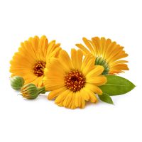 Calendula officinalis extract