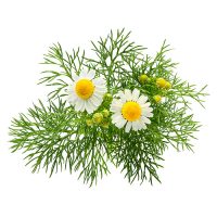 Chamomile extract