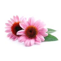 Echinacea purpurea extract