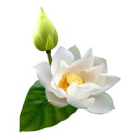 White water lily extract