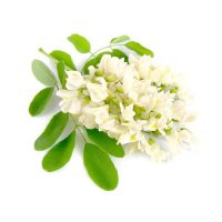 White acacia flower extract