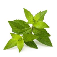 Peppermint leaf extract