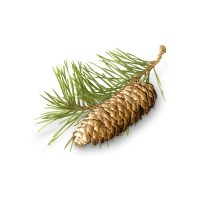 White fir extract