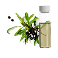 Mountain pepper essential oil