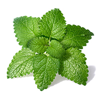 Lemon balm extract