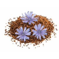 Chicory Extract