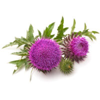 Burdock leaves extract