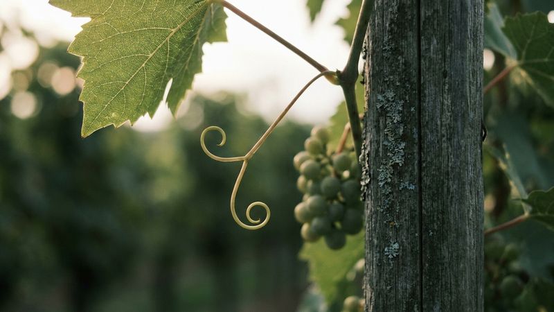 Greece: Winegrowing Communities Unite to Withstand the Climate Crisis and Wildfires - Slow Food - image 1