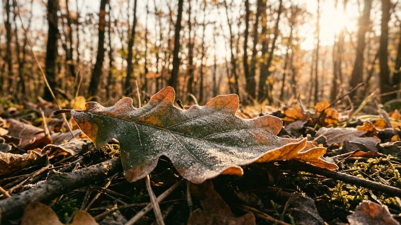 Сезоните не сменят пейзажа - сменят начина, по който го усещаме.