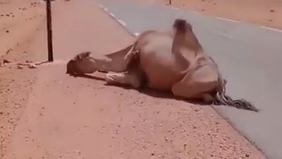camel in pakistan 