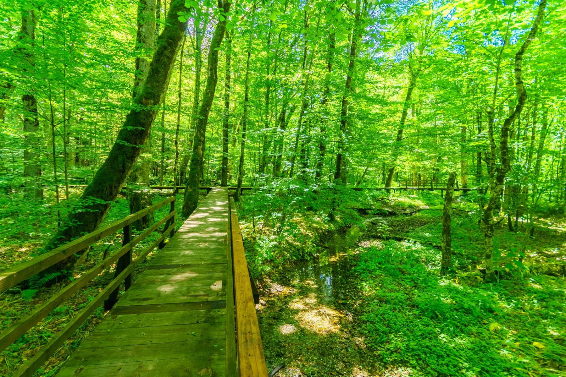 National Park Biogradska Gora