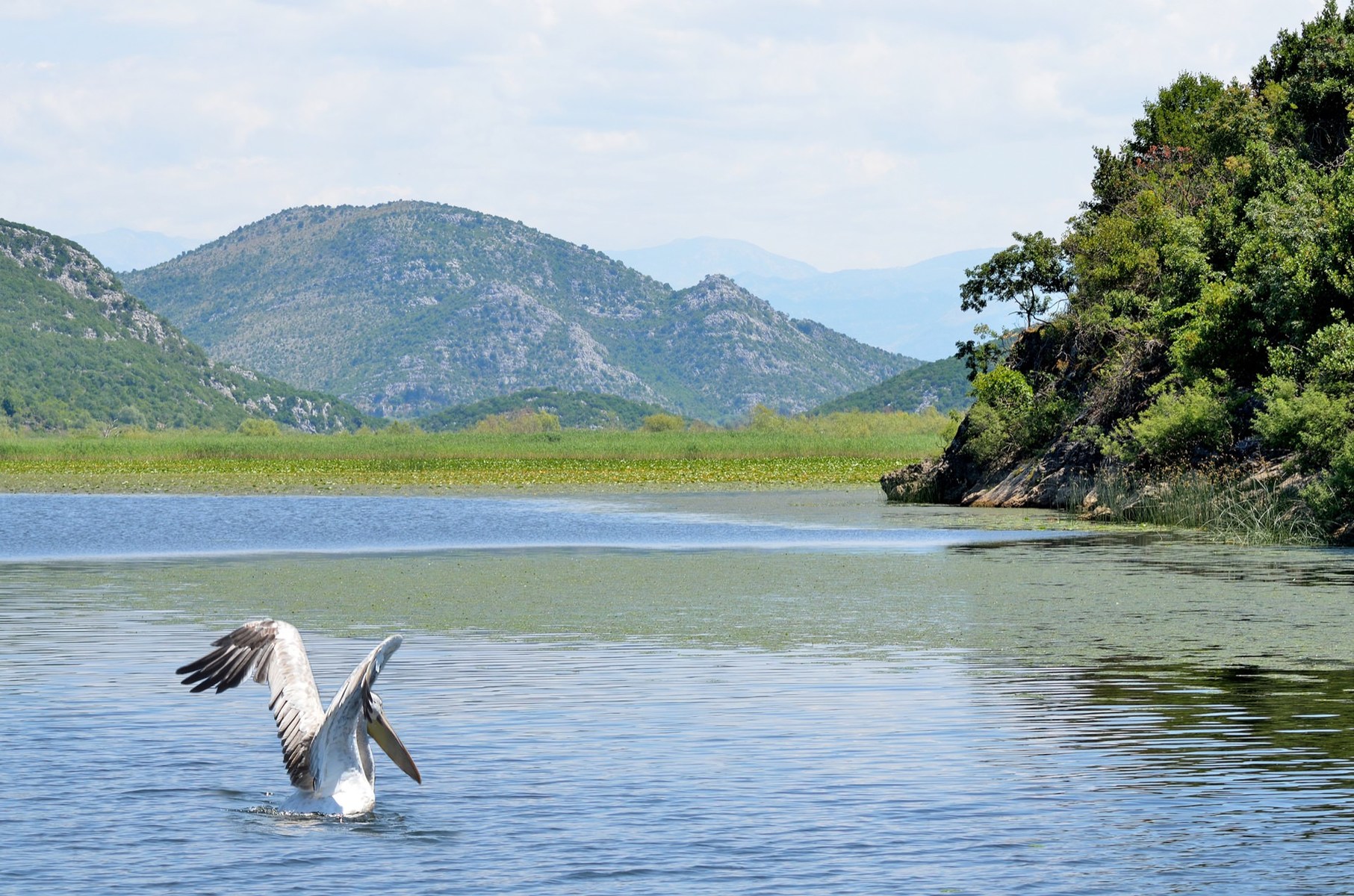 Pelikan on Lake Skadar