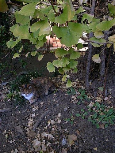 cat under ginkgo tree
