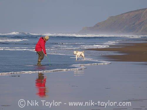 Dog walking on the beach in the winter, Cornwall