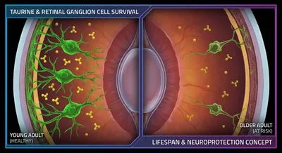 Taurine en het Overleven van Retinale Ganglioncellen Gedurende de Levensduur