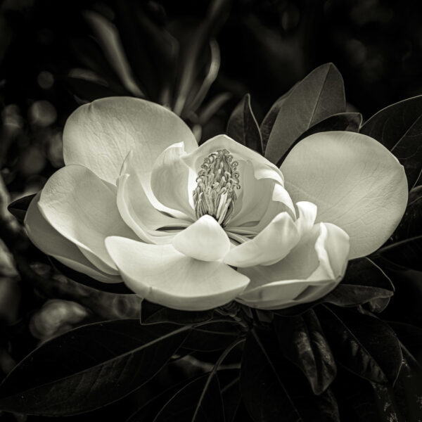 Magnolia