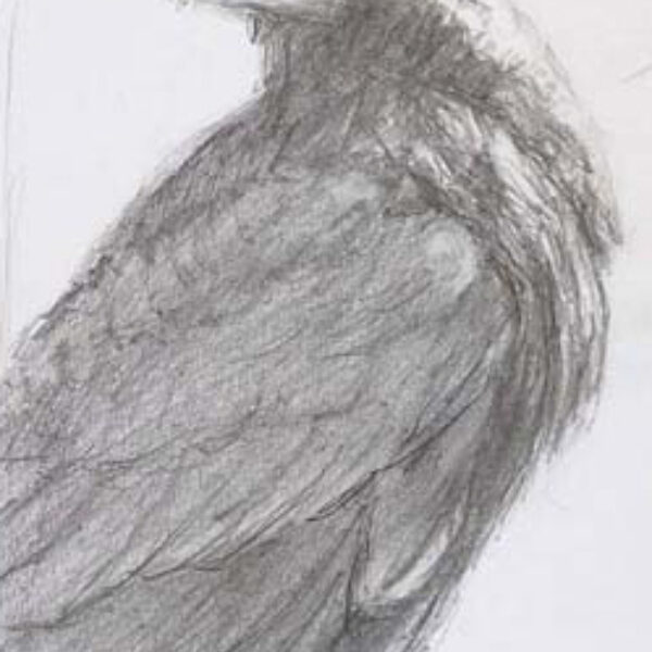 Raven