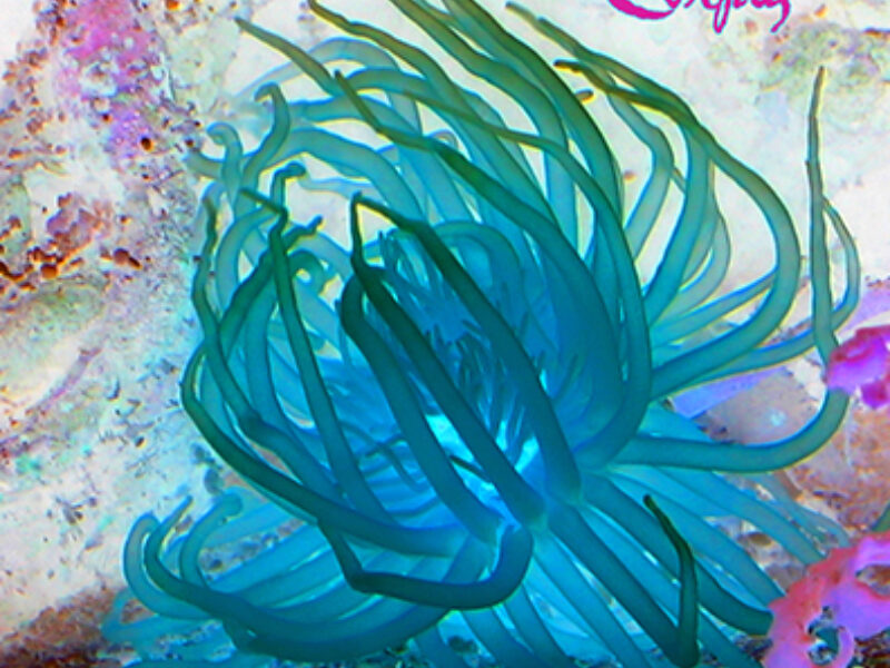 Corpus 3 Front Cover Copy