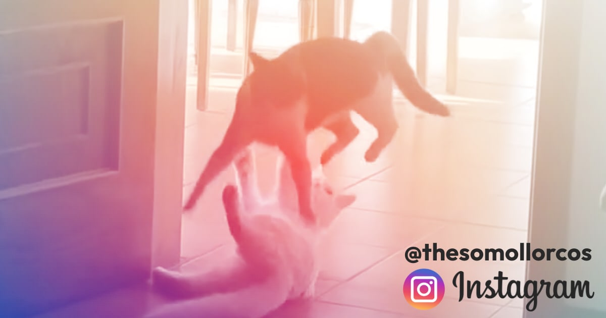 Chaotic household run by cats!