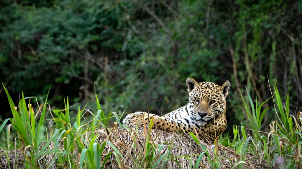 Onça-pintada no Pantanal