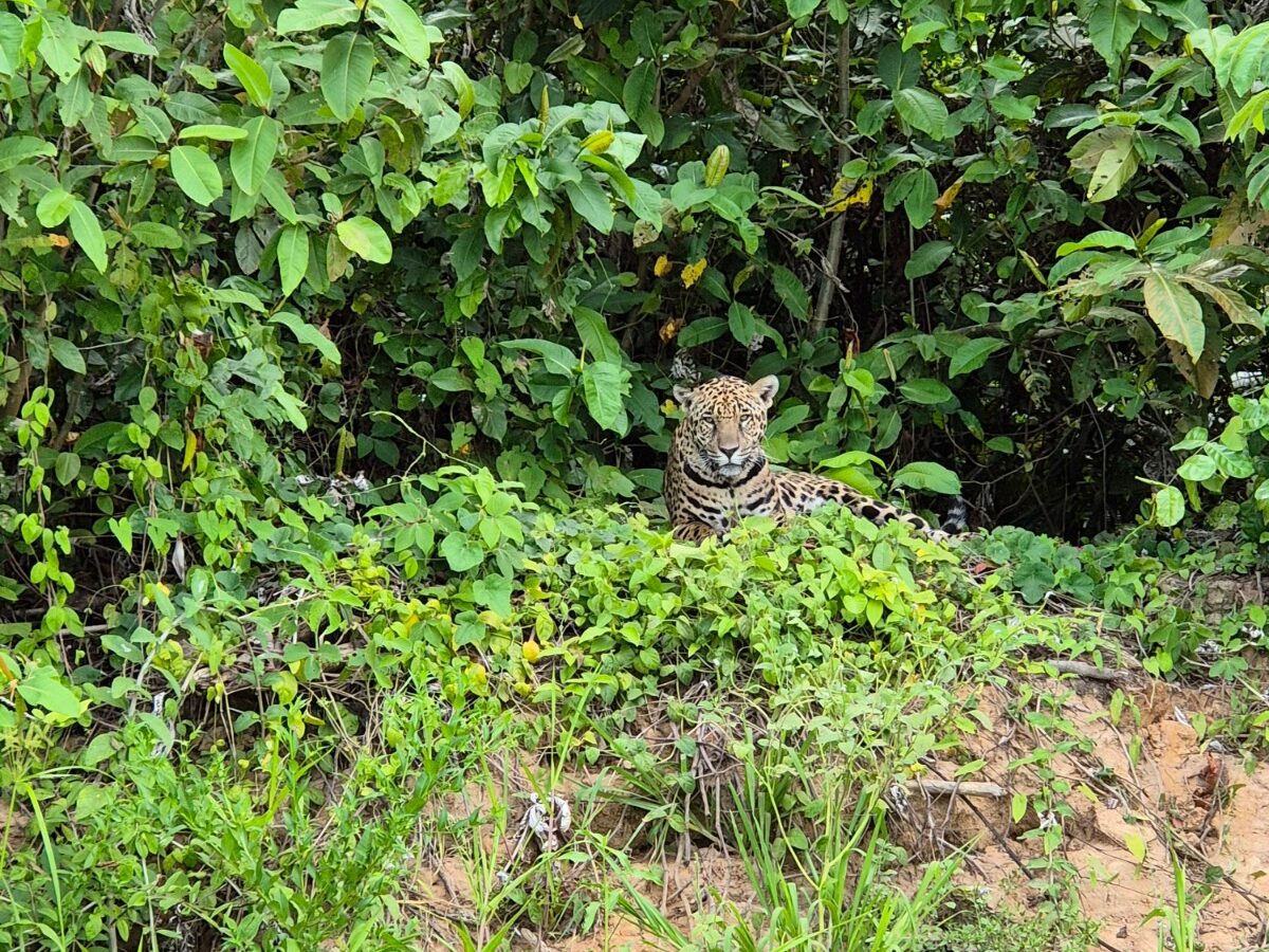 Onça-pintada em expedição no Pantanal.