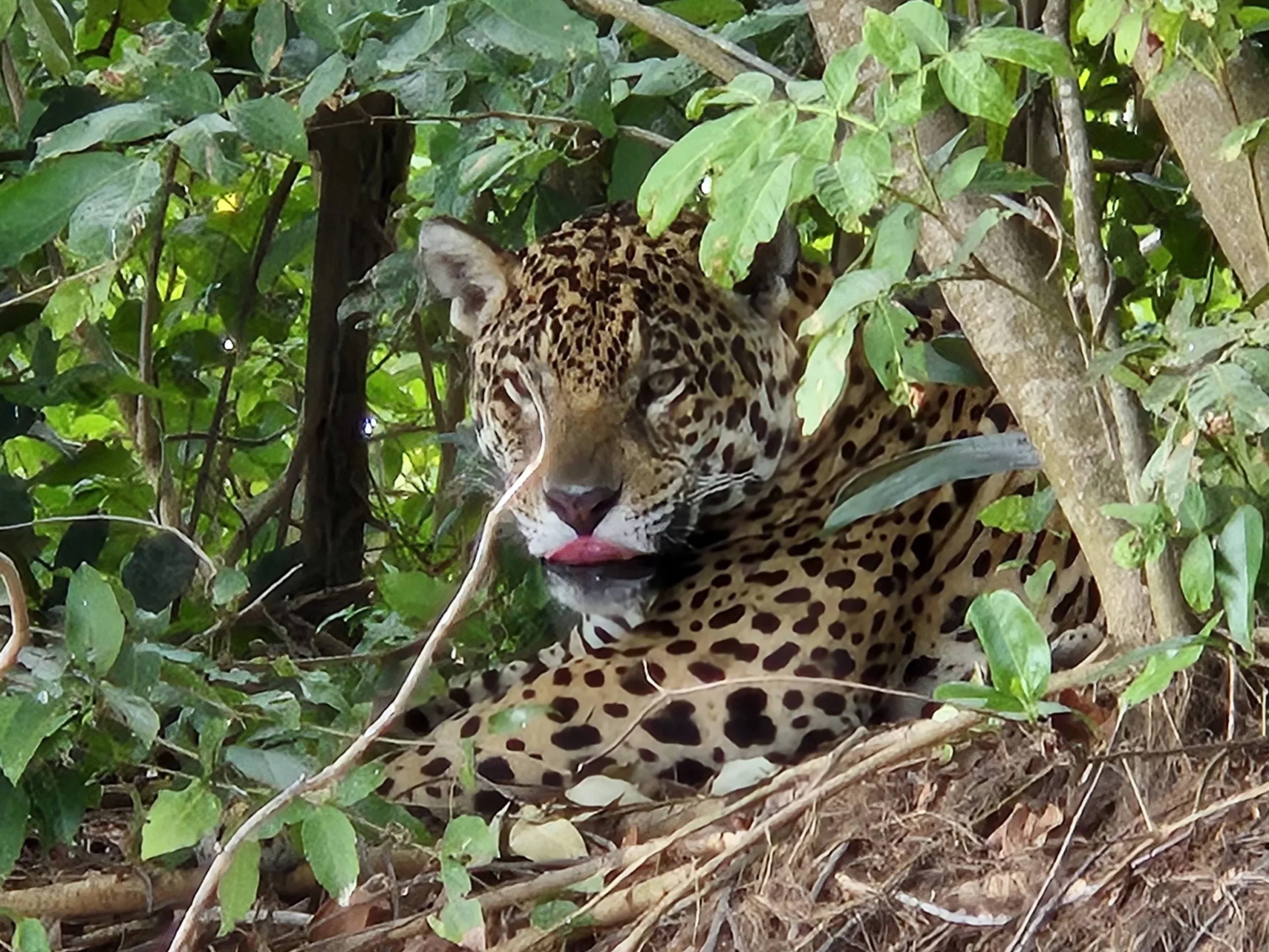 onça-pintada no Pantanal Amazônia