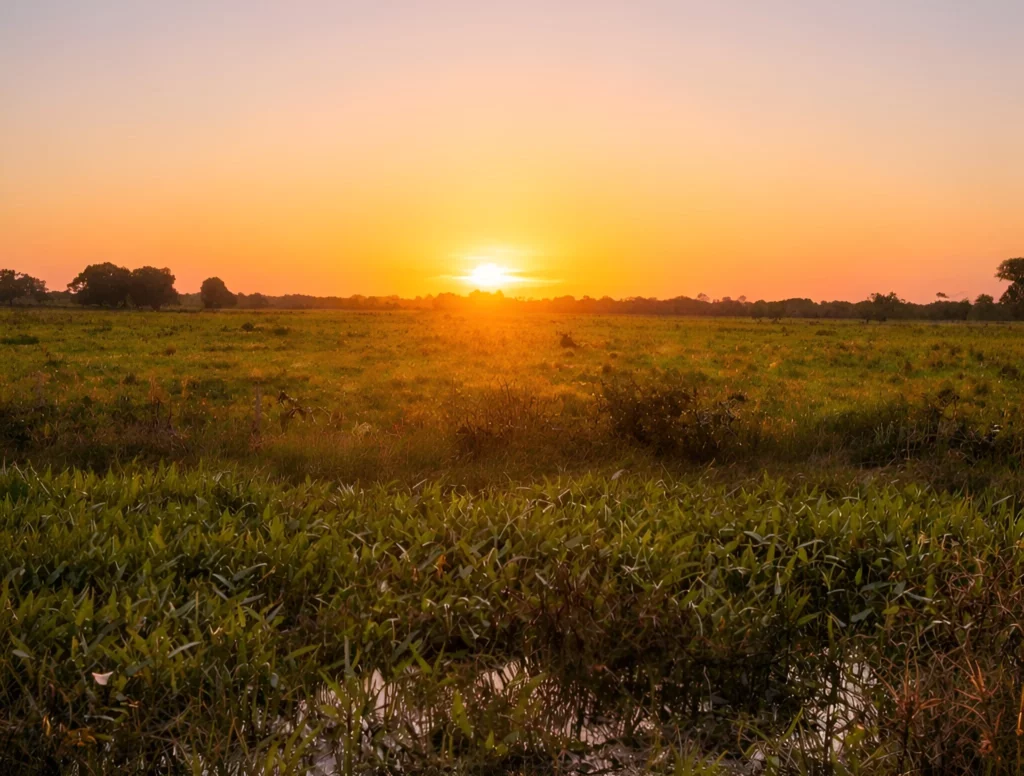 Paisagem do Pantanal com áreas alagadas e vegetação ao entardecer