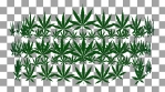 marijuana 2SL