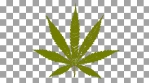 marijuana 5SL