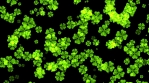 Clovers Particle Wind