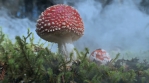 Amanita Muscaria mushroom in the clouds, swirling fog forest floor 4k