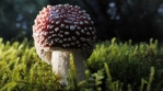 Amanita muscaria mushroom unopened, detailed macro slow pan Iceland 4k