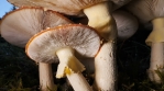 Large fully open Amanita Muscaria Mushroom cluster, slow motion pan Iceland