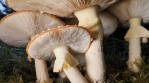 Large fully open Amanita Muscaria Mushroom cluster, slow pan Iceland 4k