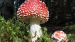 Amanita Muscaria mushroom close up hyperlapse Iceland