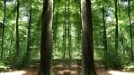 Green Forest